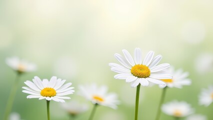 Fototapeta premium A field of white daisies with a blue sky in the background