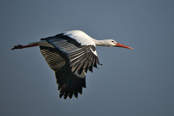 white stork in flight