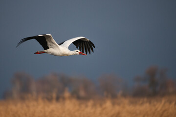 white stork in flight