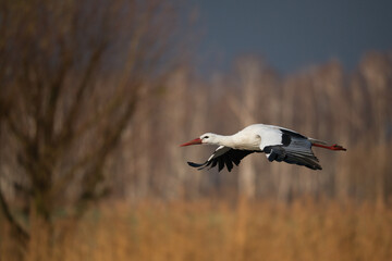 white stork in flight