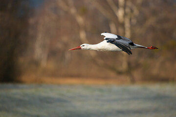 white stork in flight