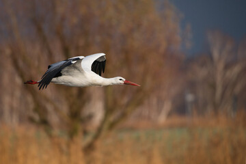 white stork in flight