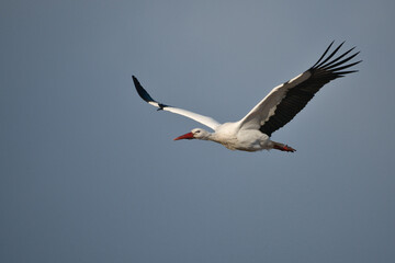 white stork in flight