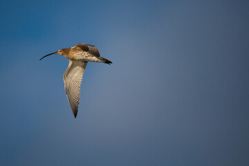 Curlew flies in the blue morning sky