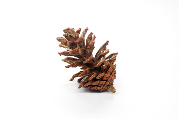 Beautiful dry pine cone isolated on white