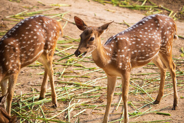 Deer eating grass in field, Lankan axis deer, spotted deer on grass