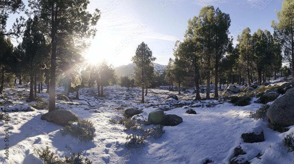 Poster sunlight breaks through the tall evergreen trees, illuminating a peaceful winter valley blanketed in