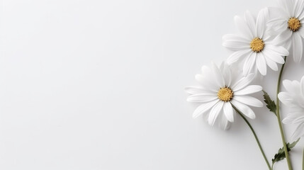Obraz premium Greeting card template with white flowers on the white background. Top view, side lighting, copy space, minimalism. flowers on white background surrounded by spring blooms