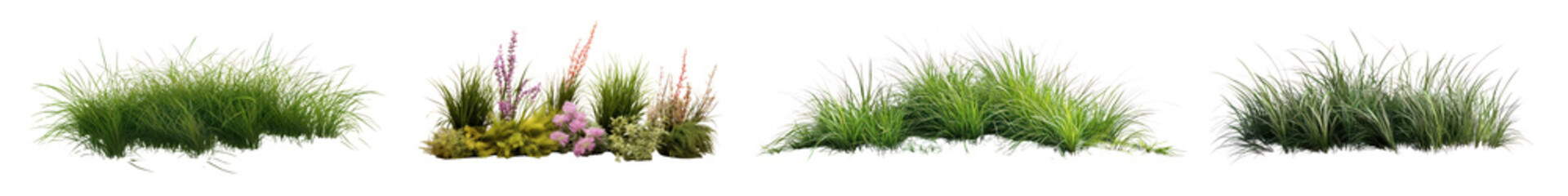 Obraz premium PNG Ornamental grass bushes shrub and small plant outdoors set on transparent background
