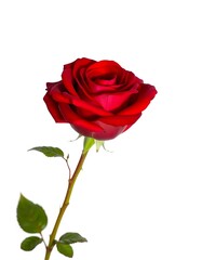red rose isolated on white