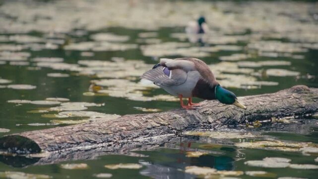 A mallard duck standing on a log and drinking water from a pond