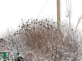 Sparrows sit in the bushes in winter