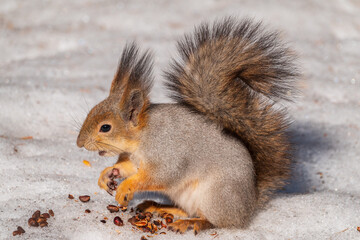 The squirrel in winter sits on white snow.