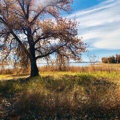 Tree by a lake