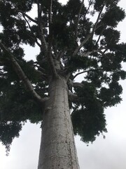 Fototapeta premium trees in the park