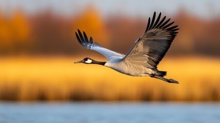Fototapeta premium Common crane in flight over golden autumnal wetlands.