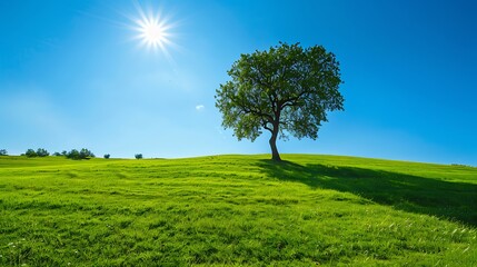 Obraz premium Collection of Vibrant Green Grass, Dew, Wildflowers, and Nature Scenes in Various Settings