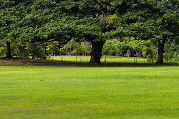 Green meadow grass in city public tree park green scene