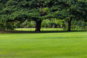 Green meadow grass in city public tree park green scene