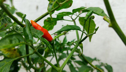 red hot chili peppers