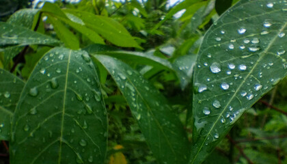 A Close-up of fresh cassava leaves with dewdrops, showcasing lush greenery and natural beauty