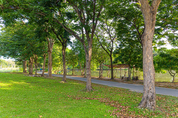 Green meadow grass in city public tree park green scene