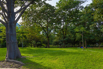 Green meadow grass in city public tree park green scene