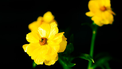 黄色のラナンキュラス