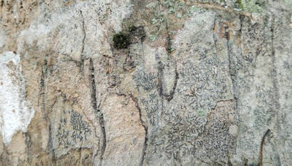 bark of tree texture background
