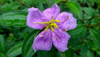 A Close-up of Melastoma Malabathricum Flower Fully Blooming in Violet near the Mangrove. Its properties are energy maintainance, immunity increase, as sedative, liver and kidney nourishment