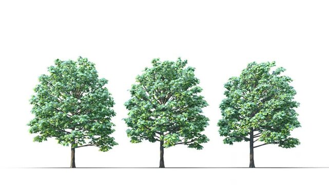 Spring trees swaying in the strong wind. 3d rendering drag and drop available. 3D tree swaying to the wind on a transparent background. Isolated 3D realistic tree on the wind with alpha channels. Simp