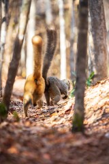 Brown Lemur with Tail Held High Walking Through Forest in Kirindy Madagascar