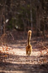 Obraz premium Brown Lemur with Tail Held High Walking Through Forest in Kirindy Madagascar