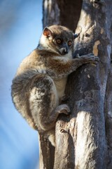 Red-Tailed Sportive Lemur on a Tree Trunk in Kirindy Forest, Madagascar