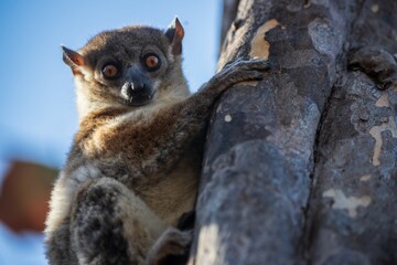 Red-Tailed Sportive Lemur on a Tree Trunk in Kirindy Forest, Madagascar