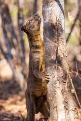 Fossa Climbing Tree in Natural Habitat, Kirindy Mitea National Park, Madagascar