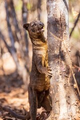 Fossa Climbing Tree in Natural Habitat, Kirindy Mitea National Park, Madagascar