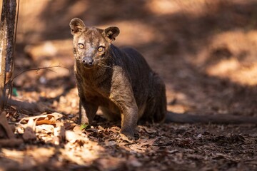 Fossa in Natural Habitat Among Dry Leaves and Trees, Kirindy Mitea National Park, Madagascar