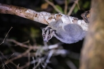 Curious Masoala Fork-Marked Lemur Hanging Upside Down, Kirindy Forest, Madagascar