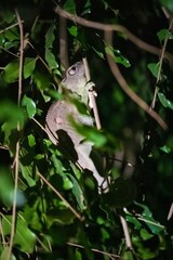 Nocturnal Chameleon Climbing Tree Branch in Forest, Kirindy Forest, Madagascar
