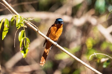 Vibrant Paradise Flycatcher Perched on a Branch in Madagascar