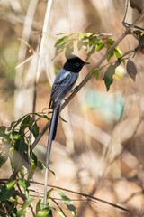 Malagasy Paradise Flycatcher Perched on Branch in Sunlight, Kirindy, Madagascar