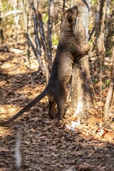 Fossa Climbing Tree in Natural Habitat, Kirindy Mitea National Park, Madagascar