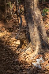 Fossa in Natural Habitat Among Dry Leaves and Trees, Kirindy Mitea National Park, Madagascar