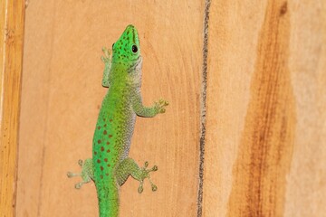 Madagascar Day Gecko with Vibrant Colors on Wooden Surface