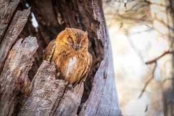 Madagascar Scops Owl Resting in Kirindy Forest, Madagascar