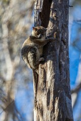Red-Tailed Sportive Lemur on a Tree Trunk in Kirindy Forest, Madagascar