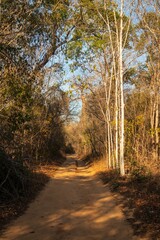 Dusty Dirt Road Winding Through a Deciduous Forest, Kirindy, Madagascar