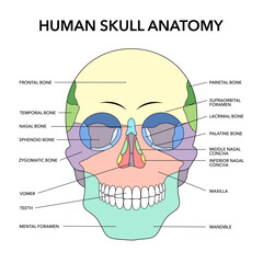 human skull bones structure diagram schematic vector illustration. Medical science educational illustration. © Orapun