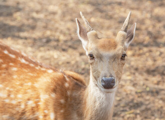 close up young male sika deers or spotted deers or Japanese deers (Cervus nippon) wild animal resting in natural                  
